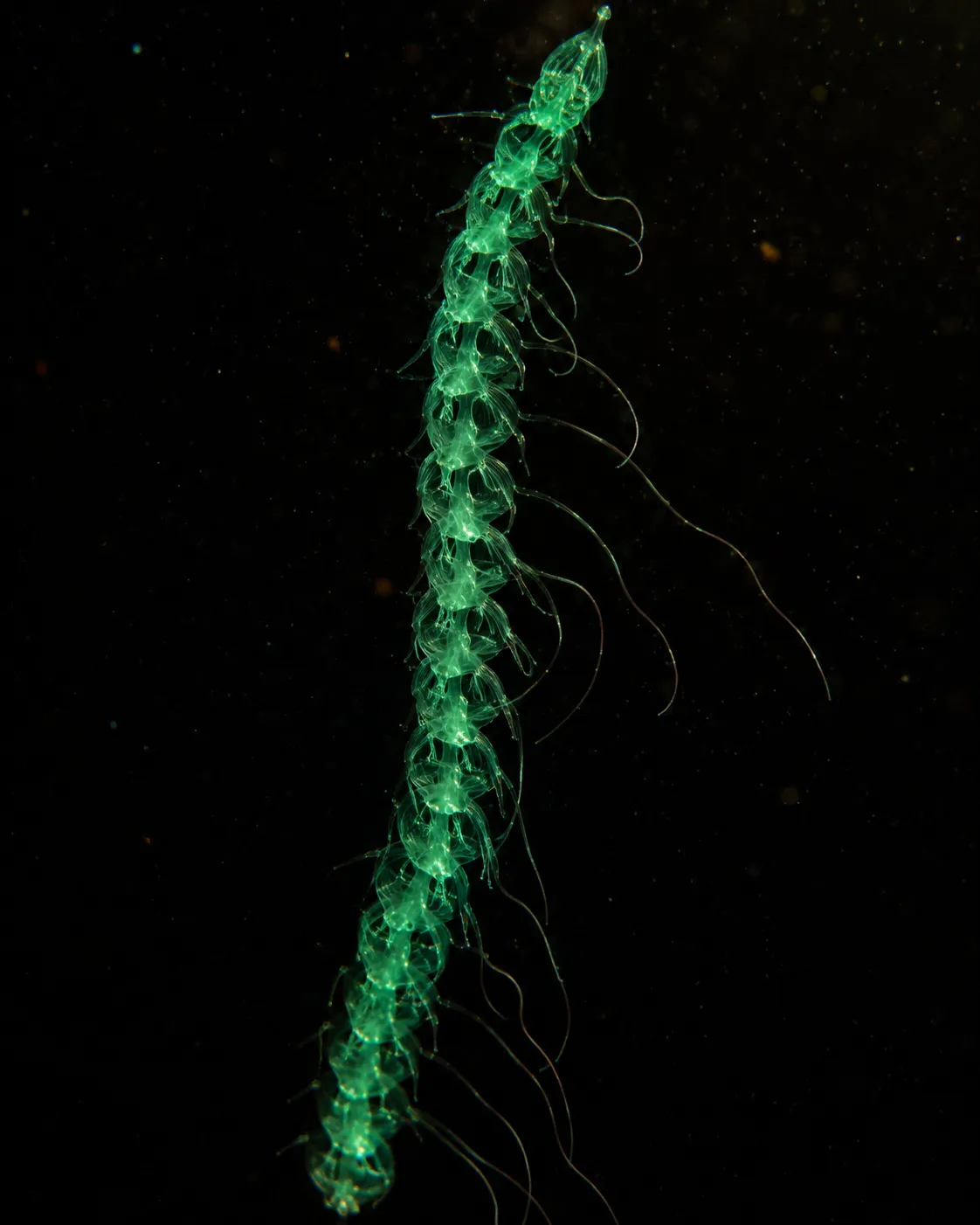 A siphonophore glowing in the deep.