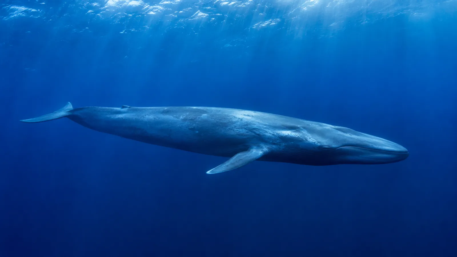 Blue Whale